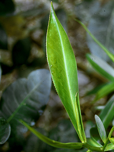 Pelliciera rhizophorae introduction